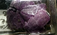 中華釜海膽藏品圖，第5張